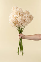 Load image into Gallery viewer, Allium Floral Spray, Champagne