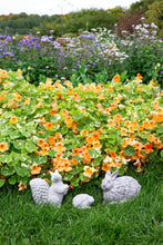Load image into Gallery viewer, Rabbit Garden Figure