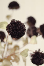 Load image into Gallery viewer, Pom Pom Floral Spray, Midnight