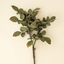 Load image into Gallery viewer, Banyan Branch