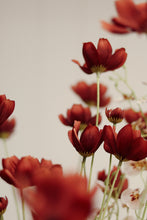 Load image into Gallery viewer, Caliopsis Spray, Rust Red