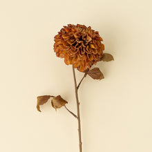 Load image into Gallery viewer, Pompon Dahlia Stem, Brown