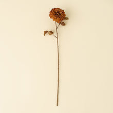 Load image into Gallery viewer, Pompon Dahlia Stem, Brown