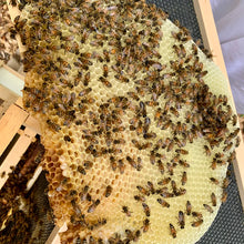 Load image into Gallery viewer, Local Wildflower Honey, 517g