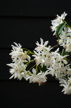 Load image into Gallery viewer, Star Magnolia Real Touch Branch
