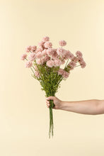 Load image into Gallery viewer, Mini Chrysanthemum, Pink
