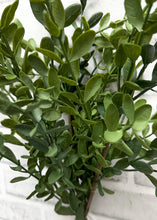 Load image into Gallery viewer, Tea Leaf Bundle, Fresh Touch
