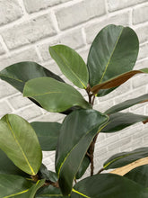 Load image into Gallery viewer, Green Magnolia Spray
