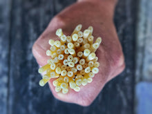 Load image into Gallery viewer, Favuzzi Bucatini
