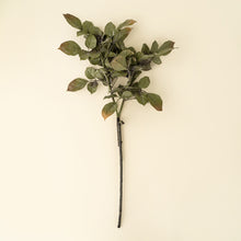 Load image into Gallery viewer, Banyan Branch

