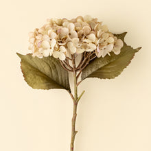 Load image into Gallery viewer, Heirloom Hydrangea Stem, White
