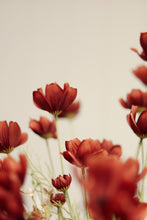 Load image into Gallery viewer, Caliopsis Spray, Rust Red
