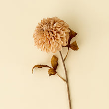 Load image into Gallery viewer, Pompon Dahlia Stem, Cream
