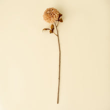 Load image into Gallery viewer, Pompon Dahlia Stem, Cream

