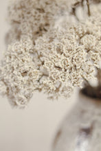 Load image into Gallery viewer, Queen Anne's Lace Spray
