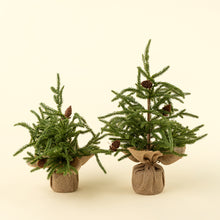 Load image into Gallery viewer, Winterwood Tabletop Tree, Large
