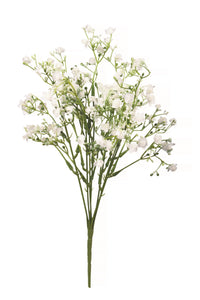 Mini Whites Bunch