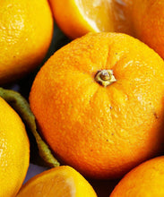 Load image into Gallery viewer, Seville Orange Marmalade
