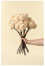 Load image into Gallery viewer, Mini Allium Bouquet, Cream
