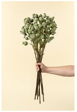 Load image into Gallery viewer, Poppy Pod Branch

