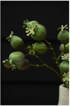 Load image into Gallery viewer, Poppy Pod Branch
