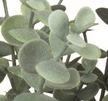 Load image into Gallery viewer, Eucalyptus Bundle
