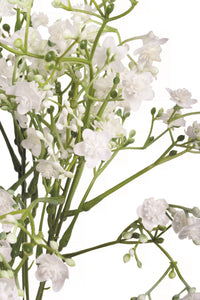Mini Whites Bunch