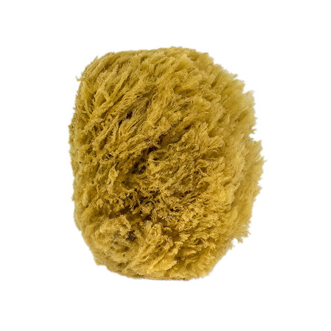 Sea Sponge