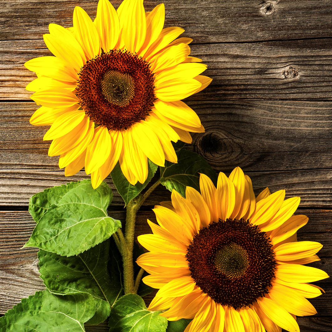 Two Sunflowers Lunch Napkin