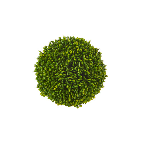 Sedum Ball, Small
