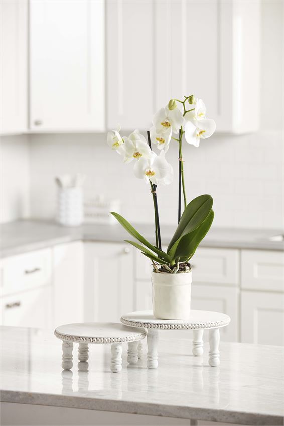 White Beaded Pedestal Tray