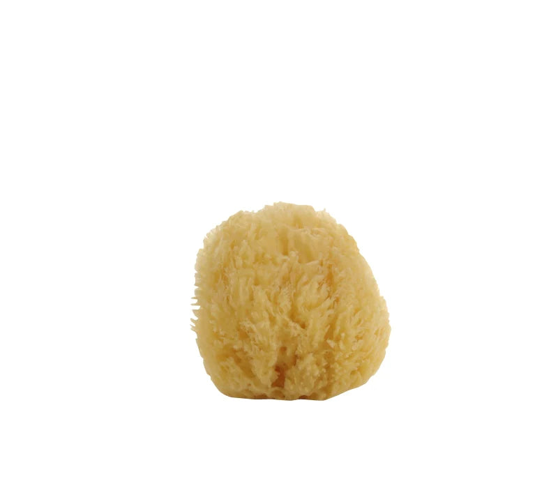 Natural Sea Sponge, Small