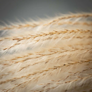 Wheat Coloured Feathery Reed
