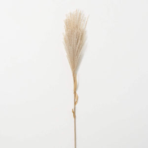 Wheat Coloured Feathery Reed