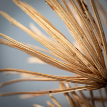 Load image into Gallery viewer, Amber Brown Podocarpus Stem
